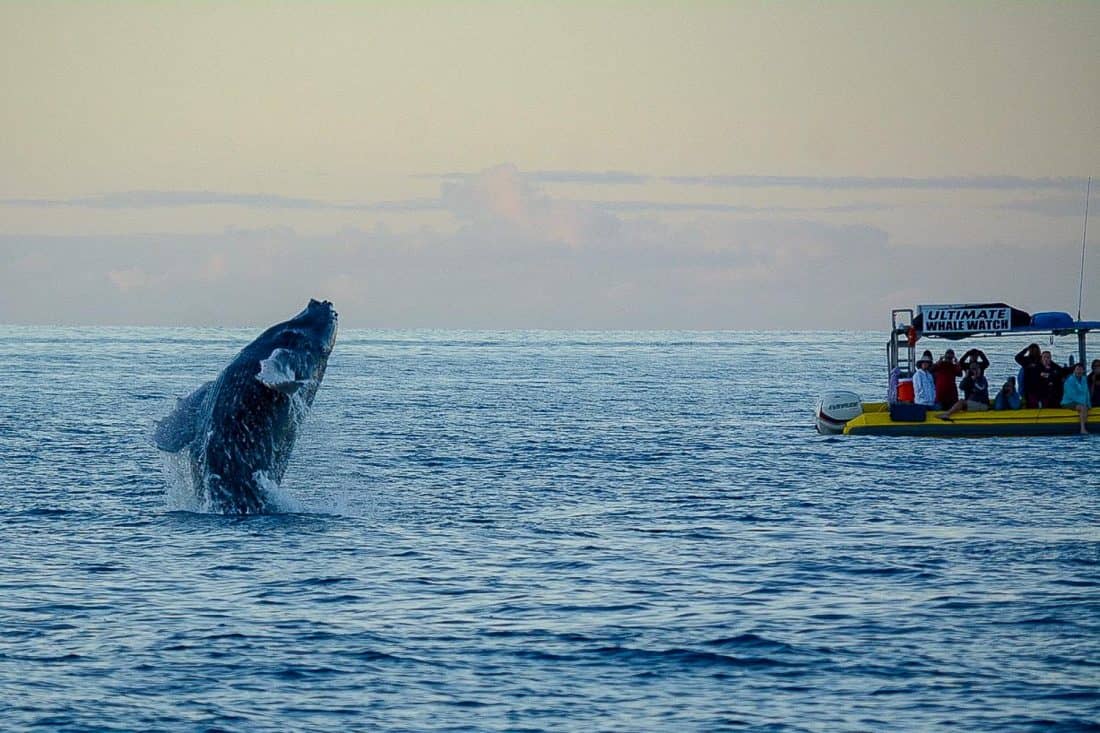 Whale breaching in Maui on our Makai Adventures boat trip. Photo by Jill Niederberger. Hawaii, USA.