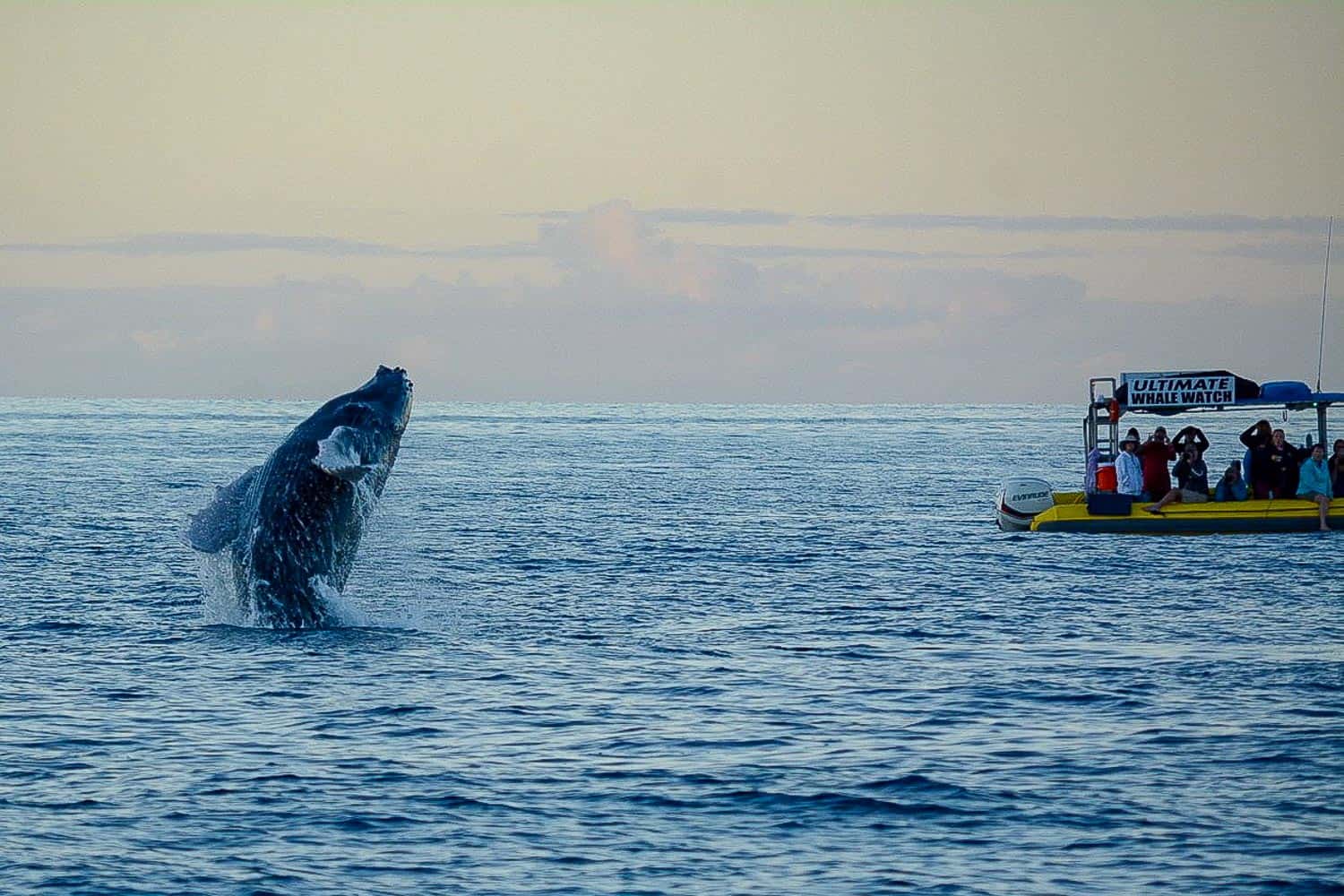 Whale breaching in Maui on our Makai Adventures boat trip. Photo by Jill Niederberger as my camera broke a few days before.