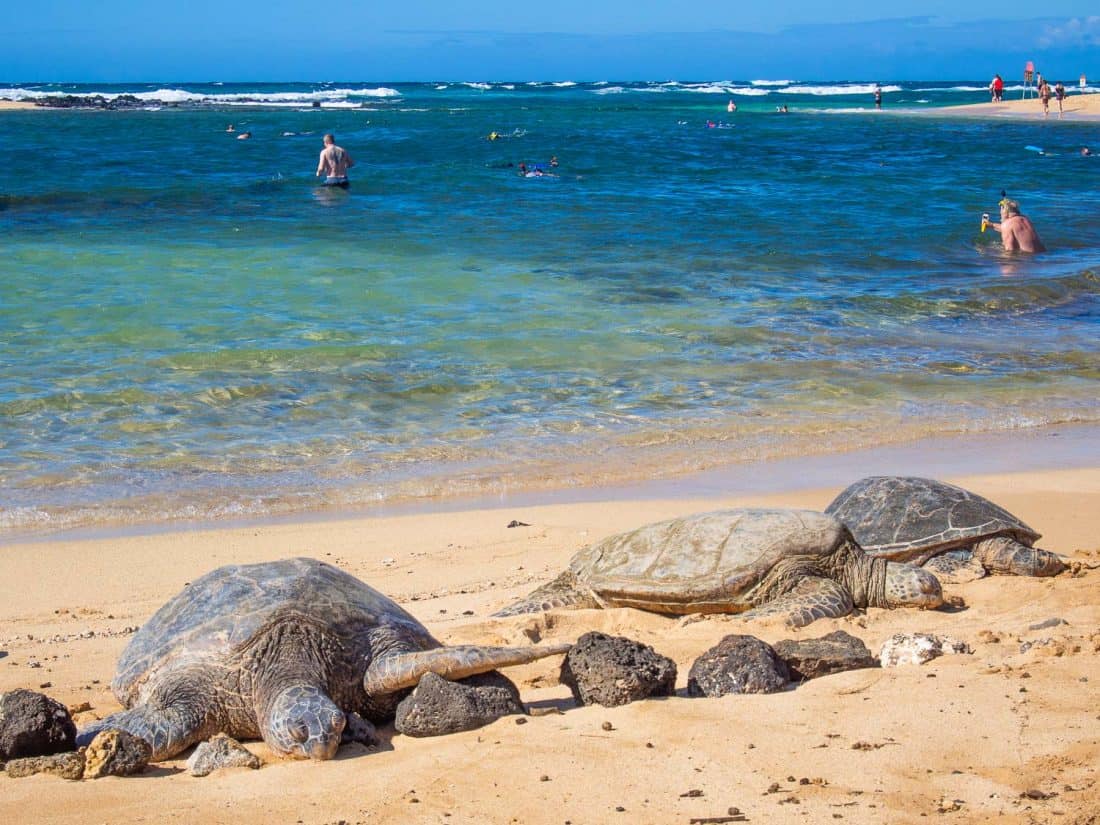 Green Sea Turtles at Poipu on the south coast of Kauai