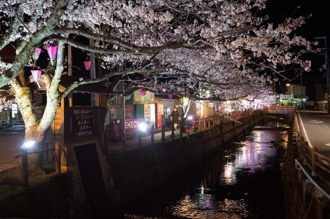 The cherry blossom lined canal near Kouno-Yu onsen in Kinosaki Onsen