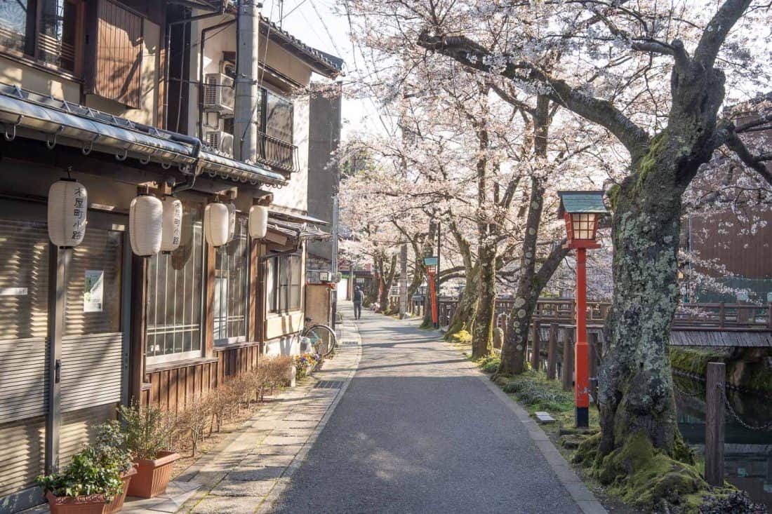 Lantern and cherry blossom lined street by the canal in Kinosaki Onsen