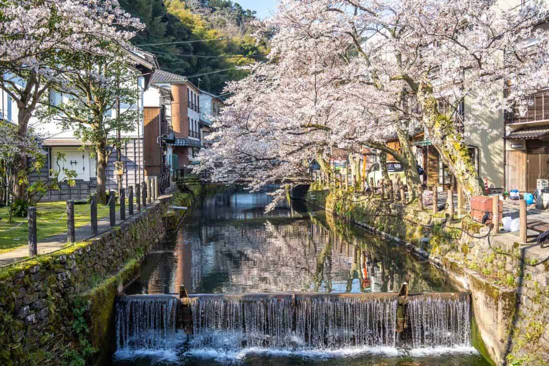 Cherry blossoms along the canal in Kinosaki Onsen, Japan