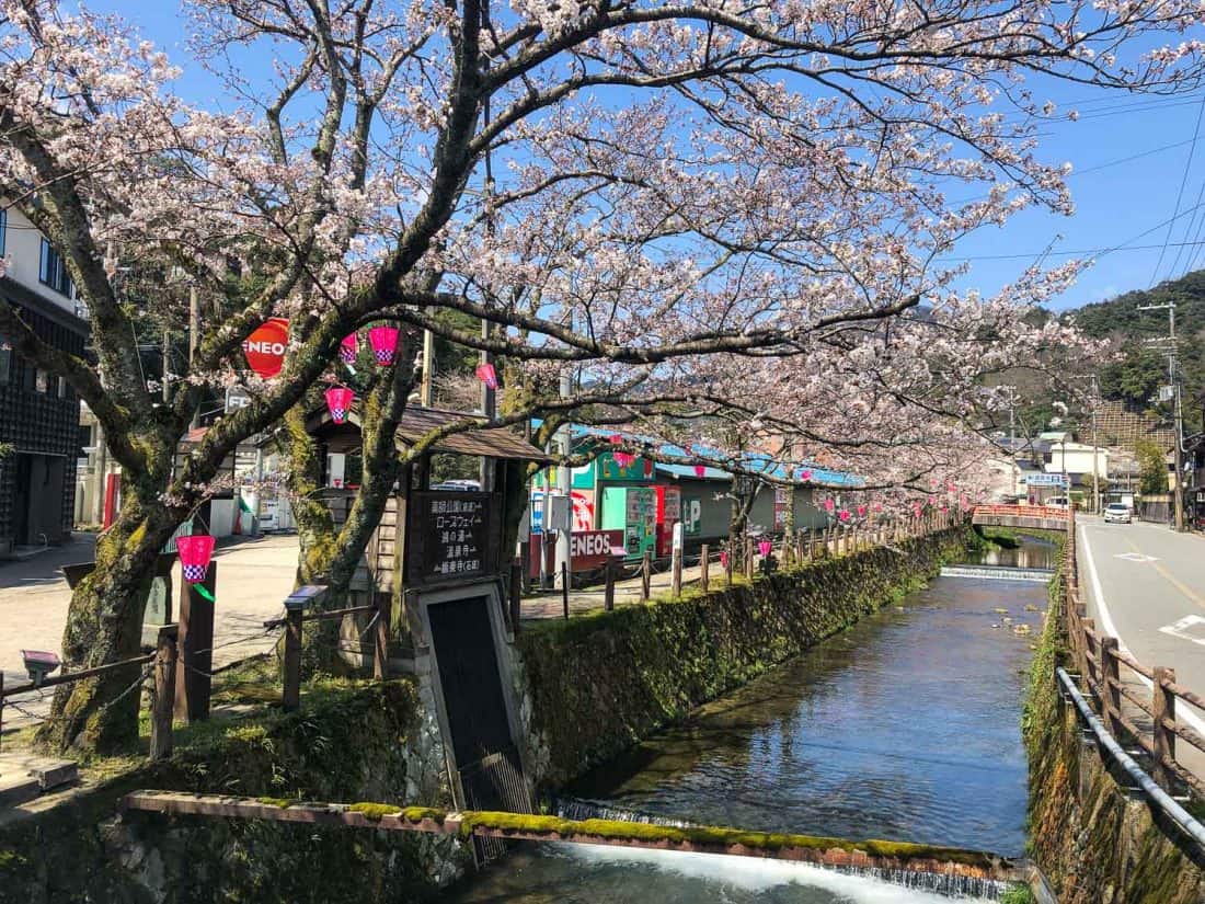 Kinosaki onsen canal and cherry blossom trees and lanterns