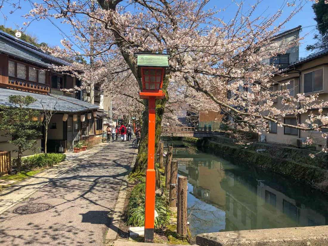 Cherry blossoms by the Kinosaki Onsen canal