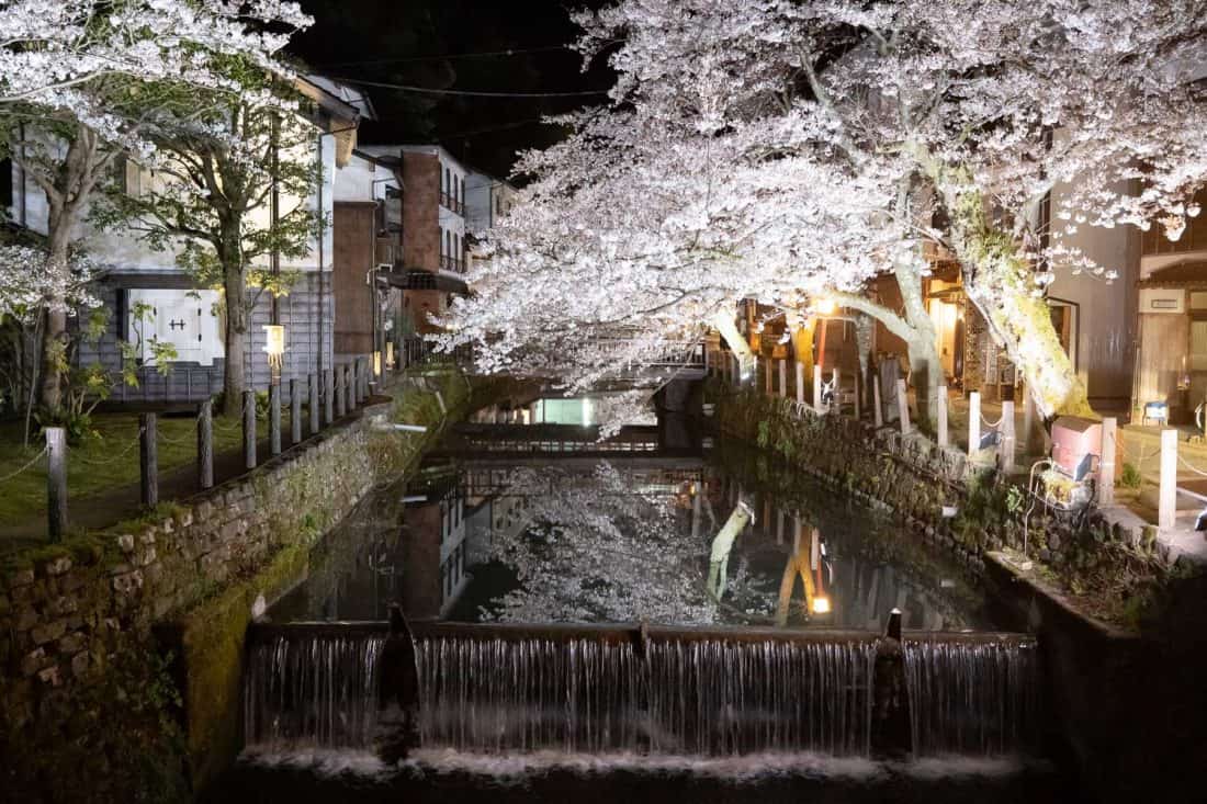 Cherry blossoms by the canal at night in Kinosaki Onsen