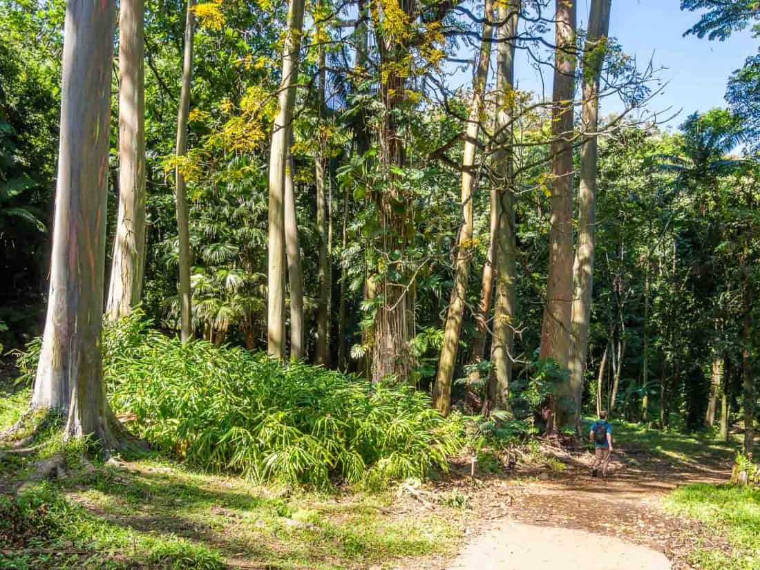 Rainbow eucalyptus trees in the Ke'anae Arboretum on the Road to Hana, Maui