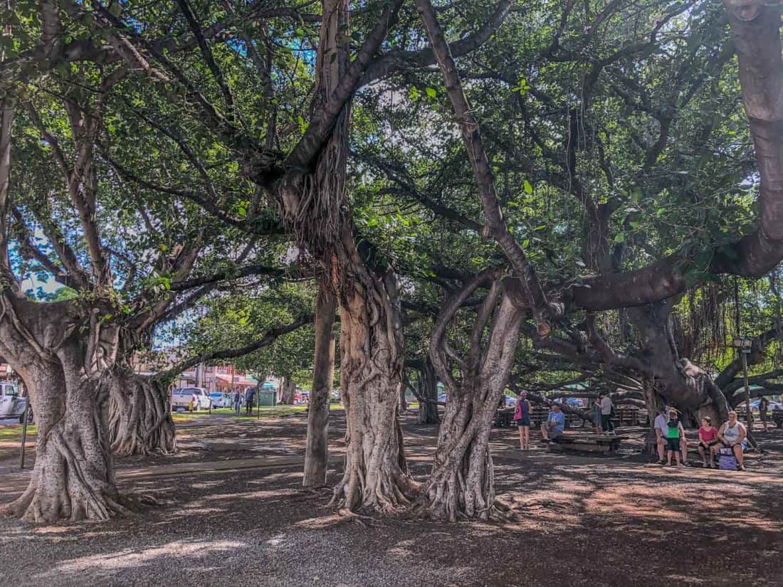 Lahaina banyan tree in Maui
