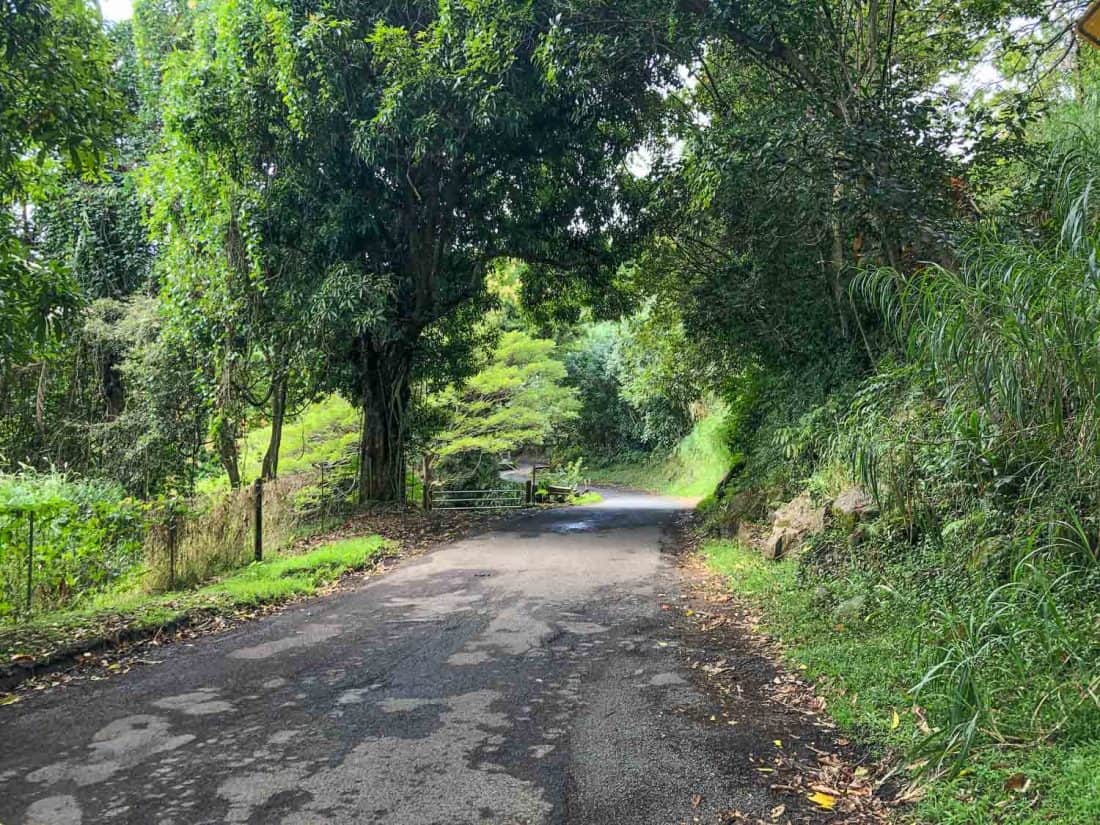 A section of the Road to Hana between Hana and Oheo Gulch, Maui, Hawaii, USA