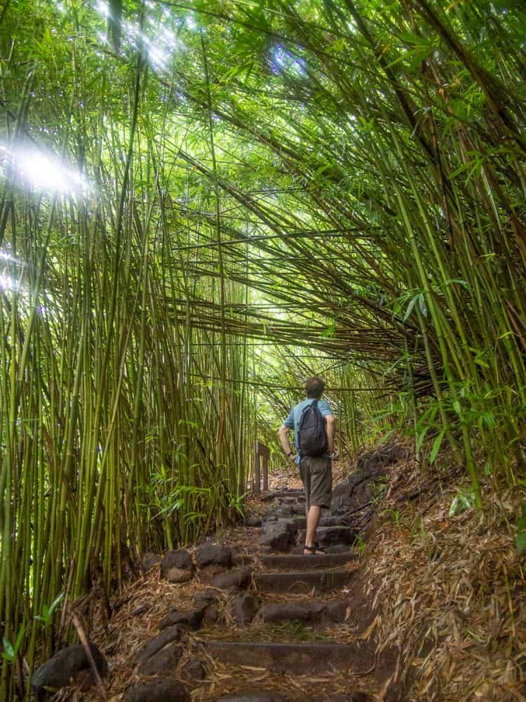 The bamboo forest on the Pipiwai Trail is one of the best Road to Hana stops in Maui