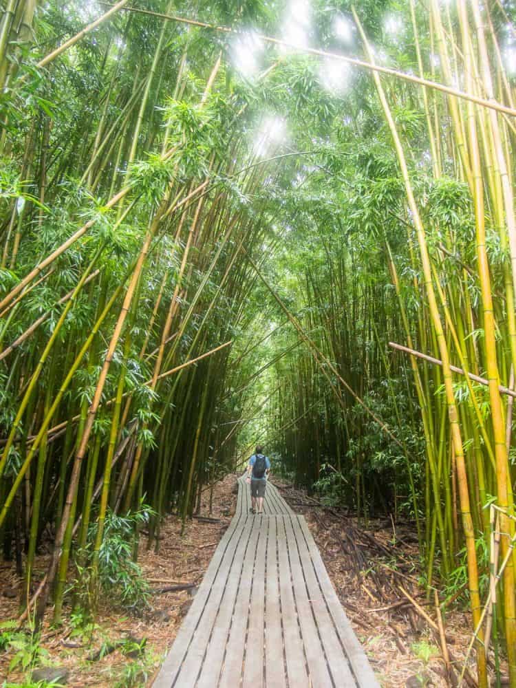 Bamboo grove on the Pipiwai Trail near Hana, Maui, Hawaii, USA