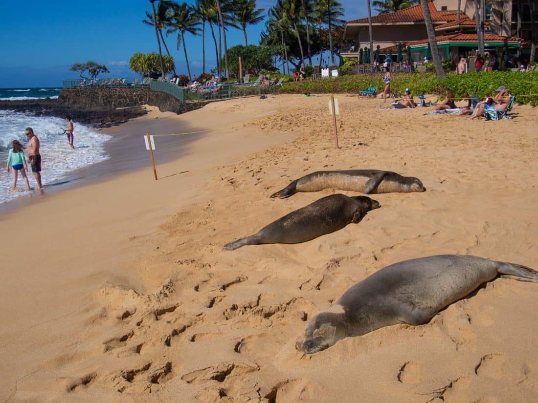 Monk seals on Poipu Beach on Kauai, Hawaii