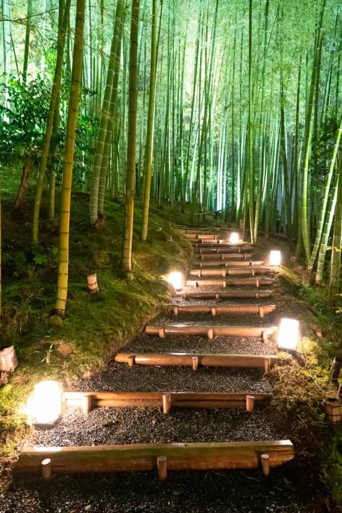 Bamboo forest at Kodai-ji temple in Kyoto on a rainy night