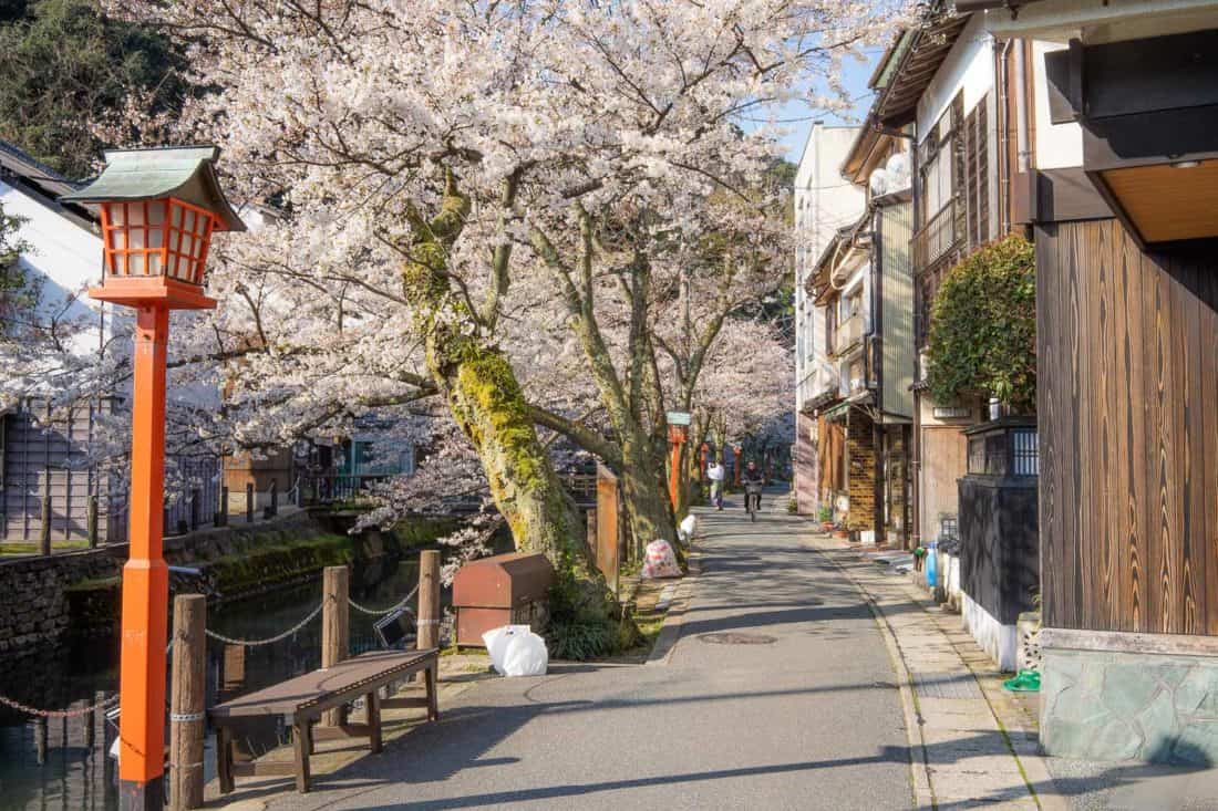 Cherry blossoms by the canal in Kinosaki Onsen, Japan