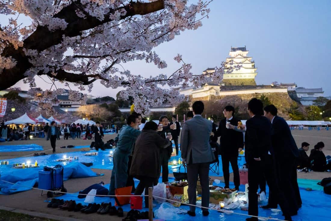 Japanese businessmen enjoying hanami picnic under the cherry blossoms at Himeji Castle in Japan