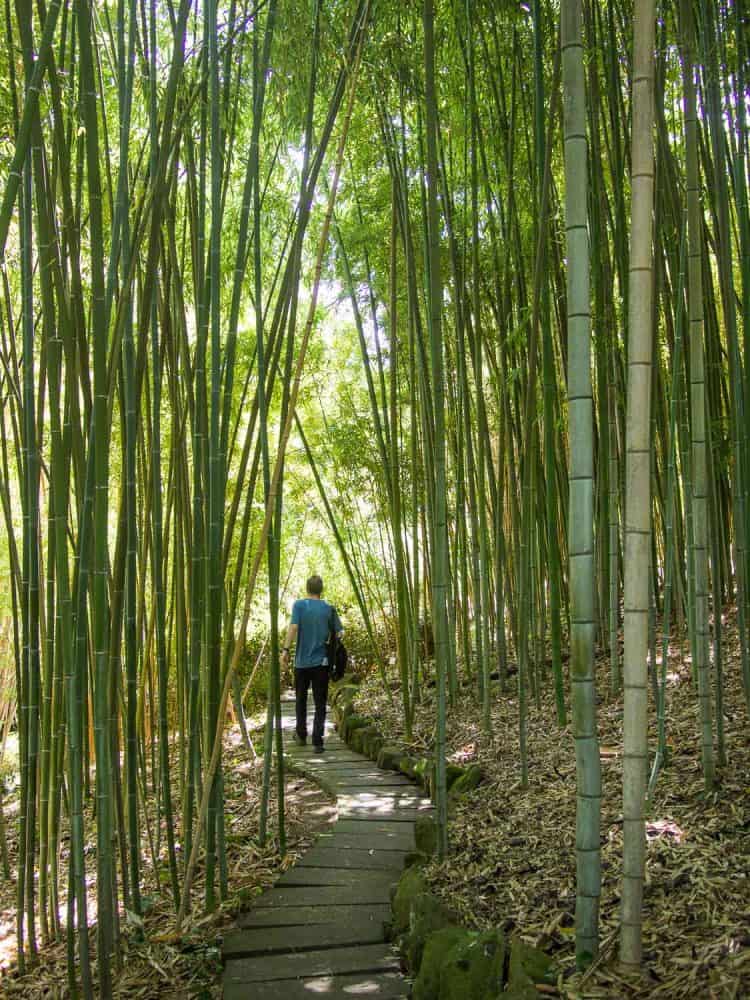 Bamboo grove in the Japanese garden in the Orto Botanico in Trastevere, Rome, Italy