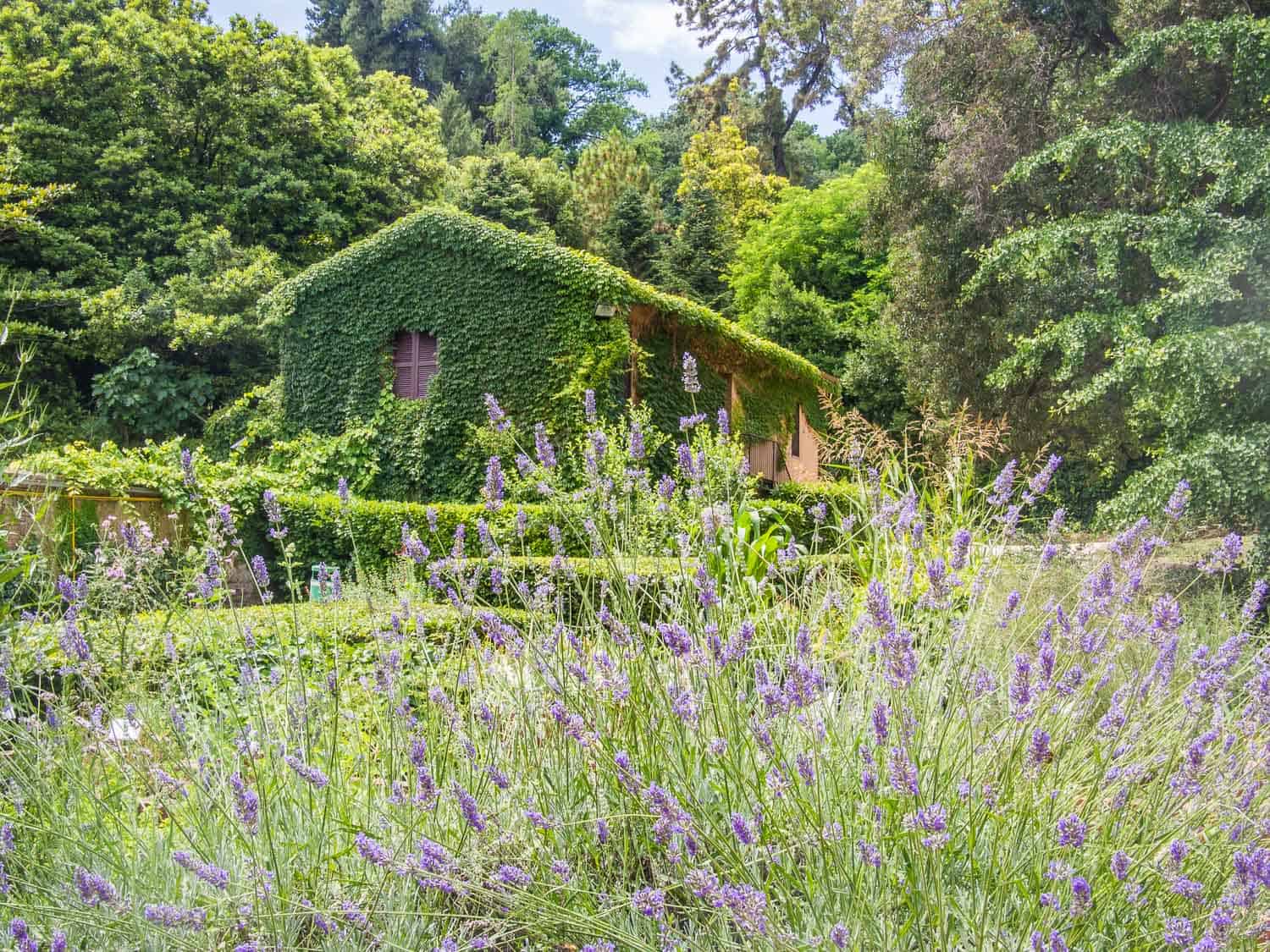 Vine covered hut in the Medicinal garden in Orto Botanico in Trastevere, Rome, Italy