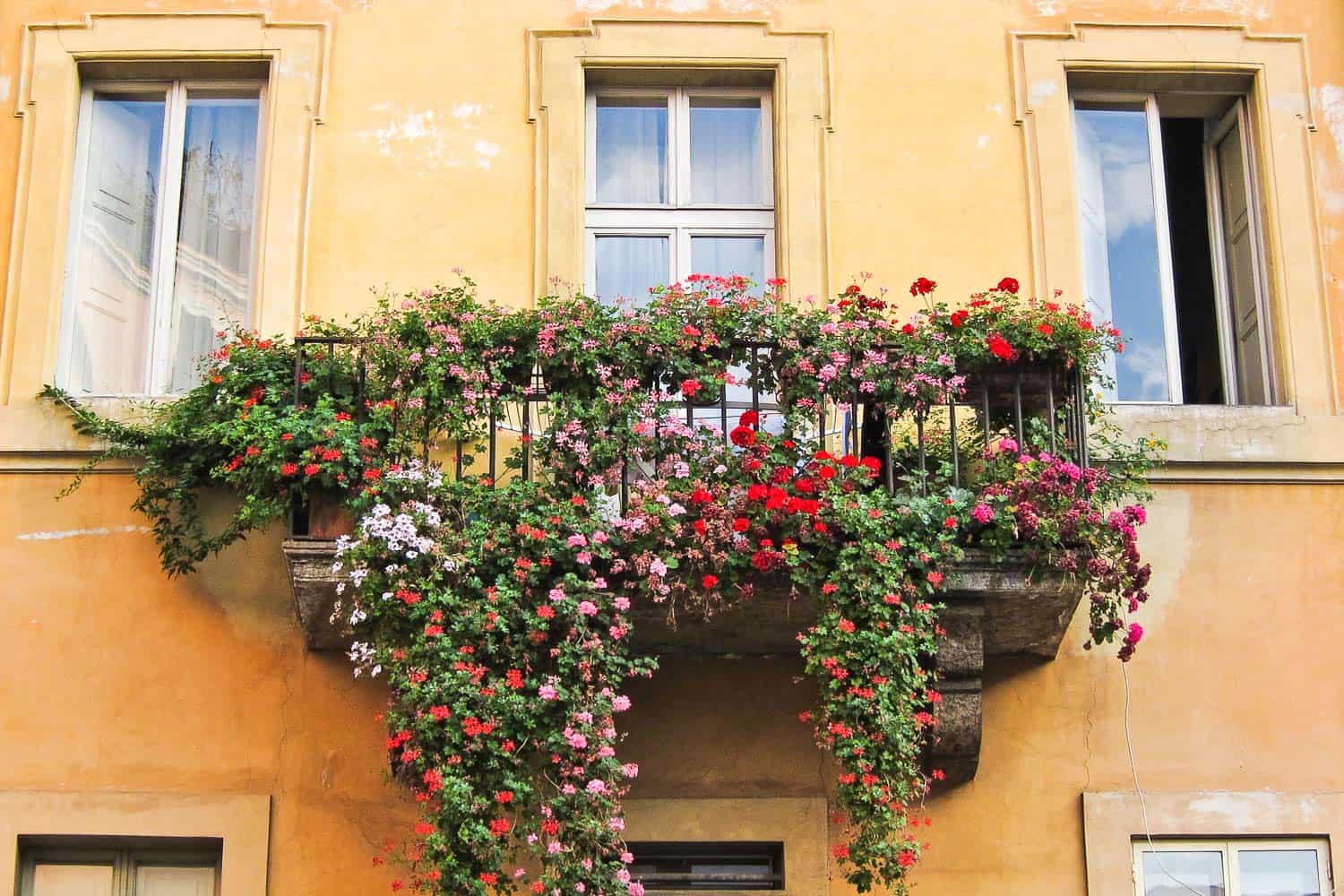 Flowers on a balcony in Trastevere, Rome