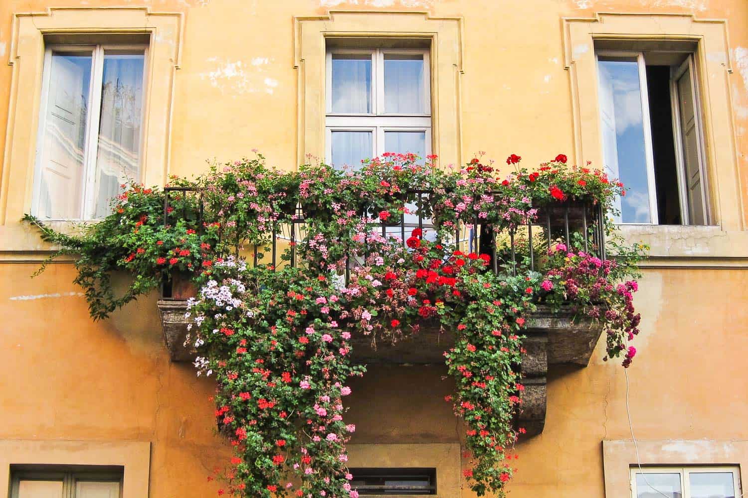 Flowers on a balcony in Trastevere, Rome, Italy