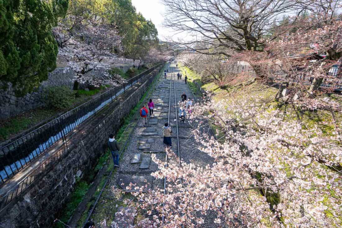 Keage Incline, a popular sakura spot in Kyoto