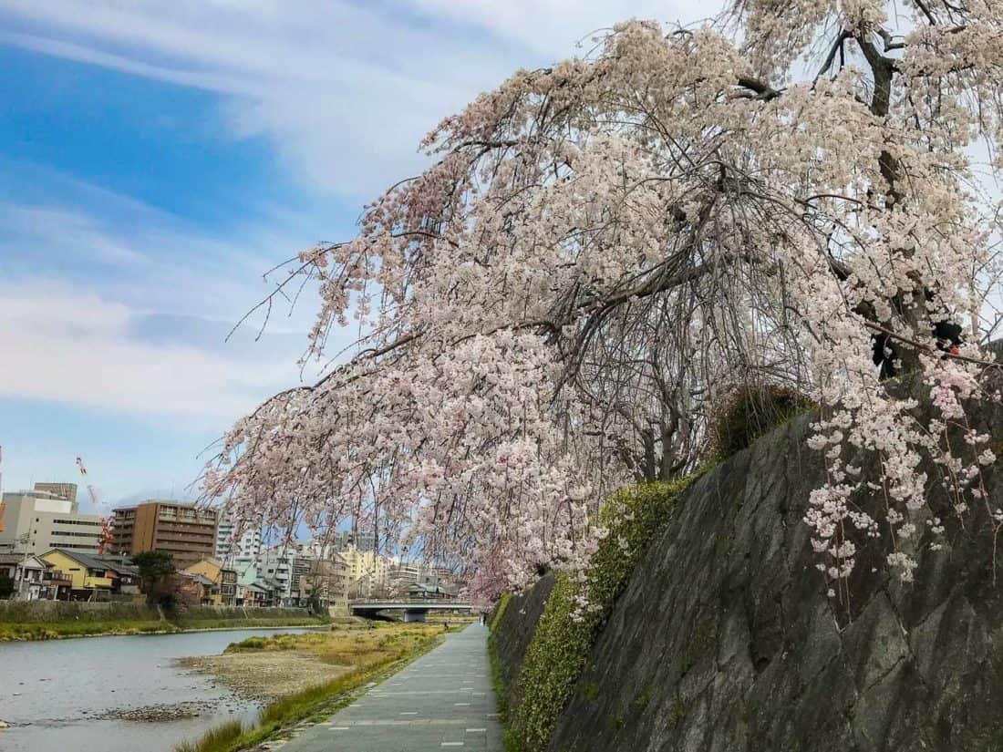 Cherry blossoms in Kyoto along the banks of the Kamogawa River