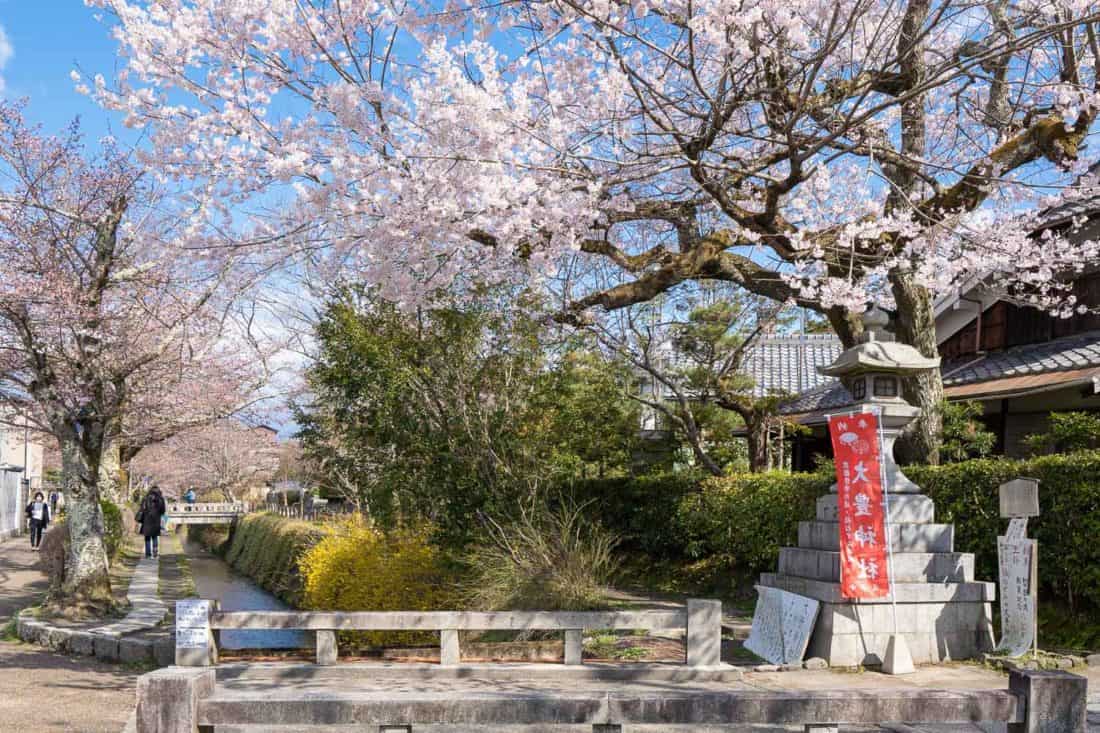 The Philosopher’s Path during cherry blossom season in Kyoto