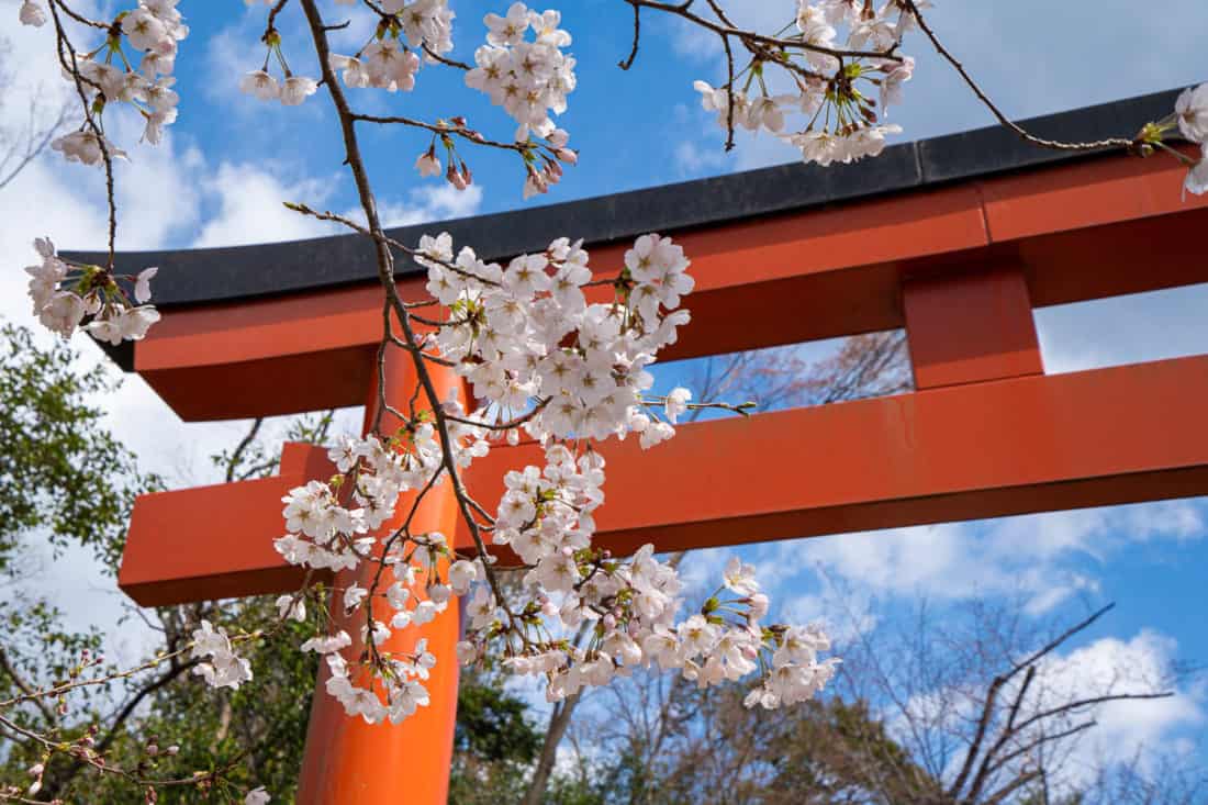 Torri gate and cherry blossoms at Takenaka Inari Shrine