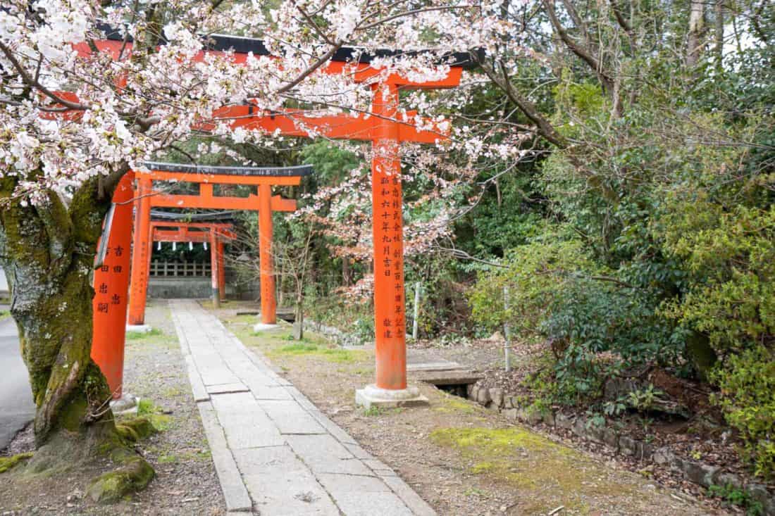 Torri gates and cherry blossoms at Takenaka Inari Shrine in Kyoto