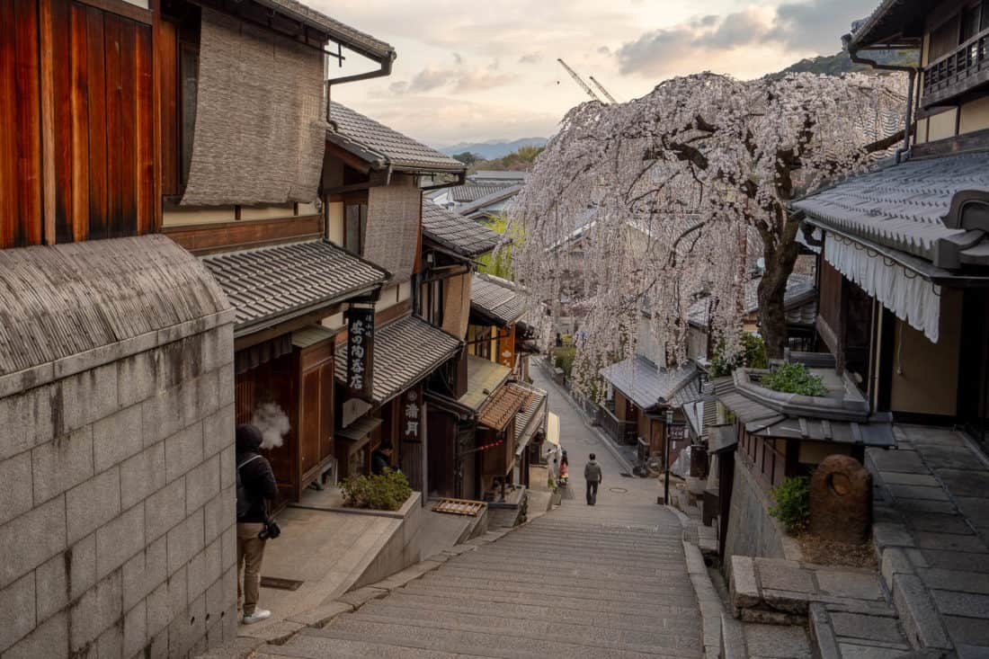 Weeping cherry blossom tree on Sannenzaka in Higashiyama, Kyoto