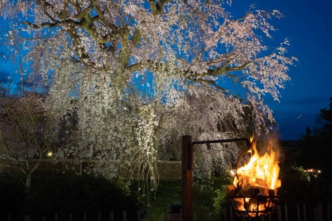 Weeping cherry tree at night with fire lantern in Maruyama Park, Kyoto