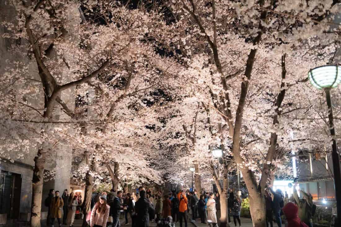 Cherry blossoms by Shirakawa Canal in Gion, Kyoto at night