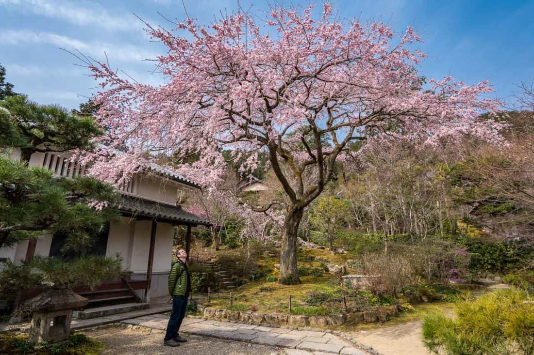 Weeping cherry tree at Jojakko-ji Temple in Arashiyama, Kyoto