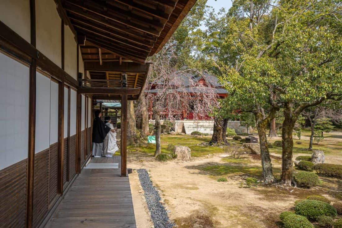 Wedding photo shoot by cherry tree in Daikaku-ji Temple courtyard, Kyoto