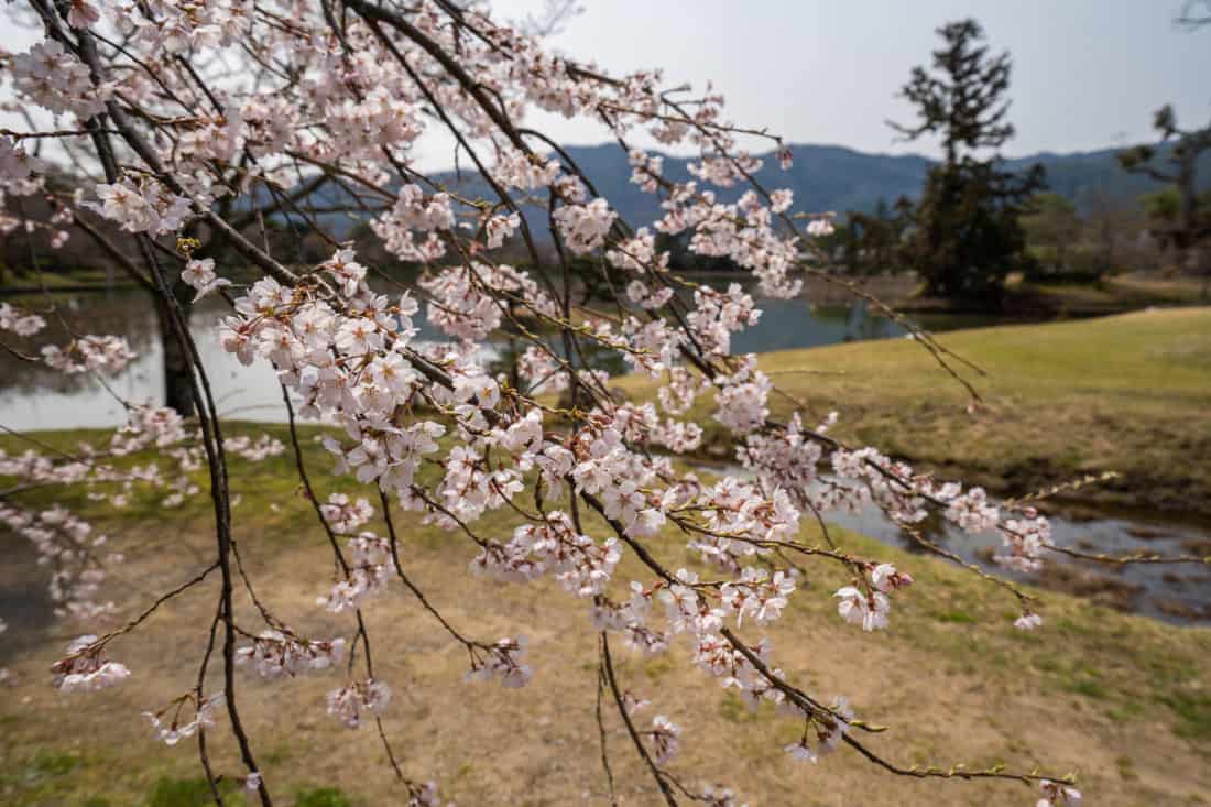 Cherry blossoms by the Daikaku-ji Temple pond in Arashiyama, Kyoto