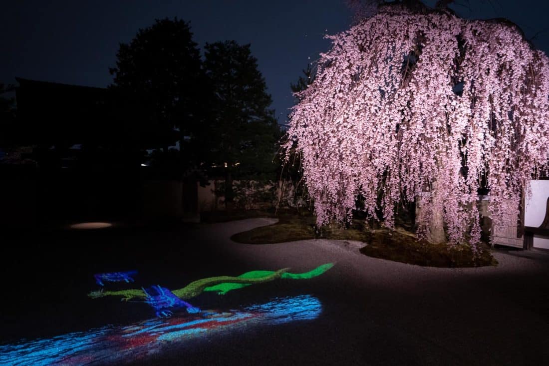 Weeping cherry tree in the gravel garden at the night illuminations at Kodai-ji temple in Kyoto