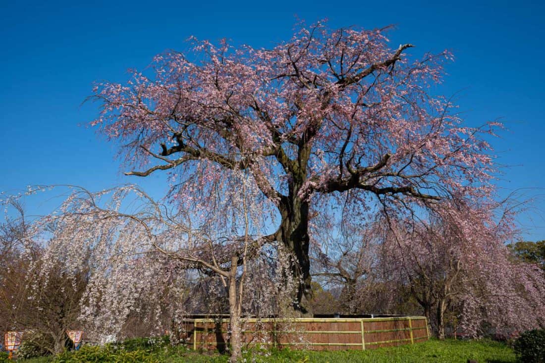 Weeping cherry tree at Maruyama Park, Kyoto