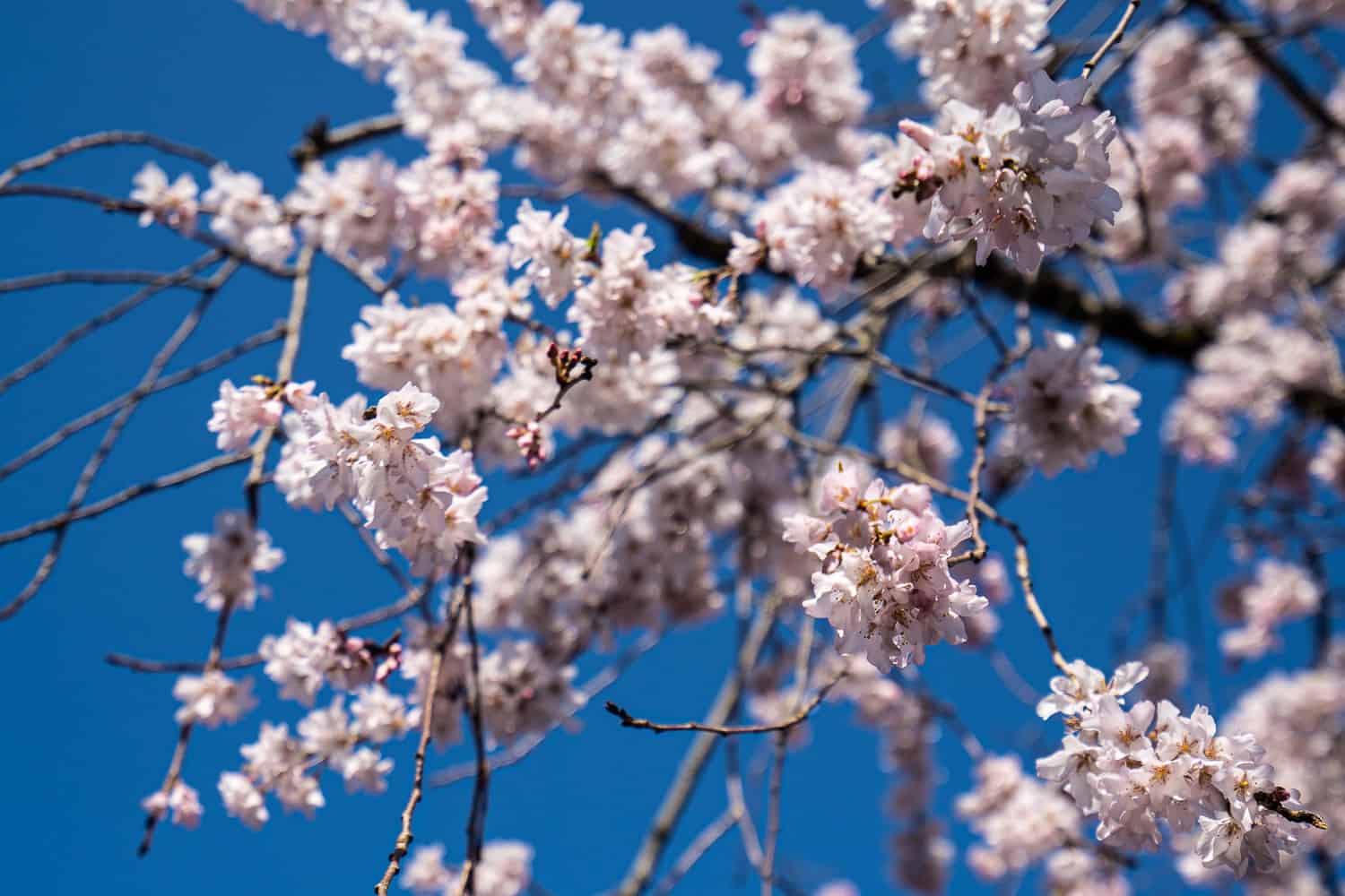 The best places to see the Kyoto cherry blossoms in Japan