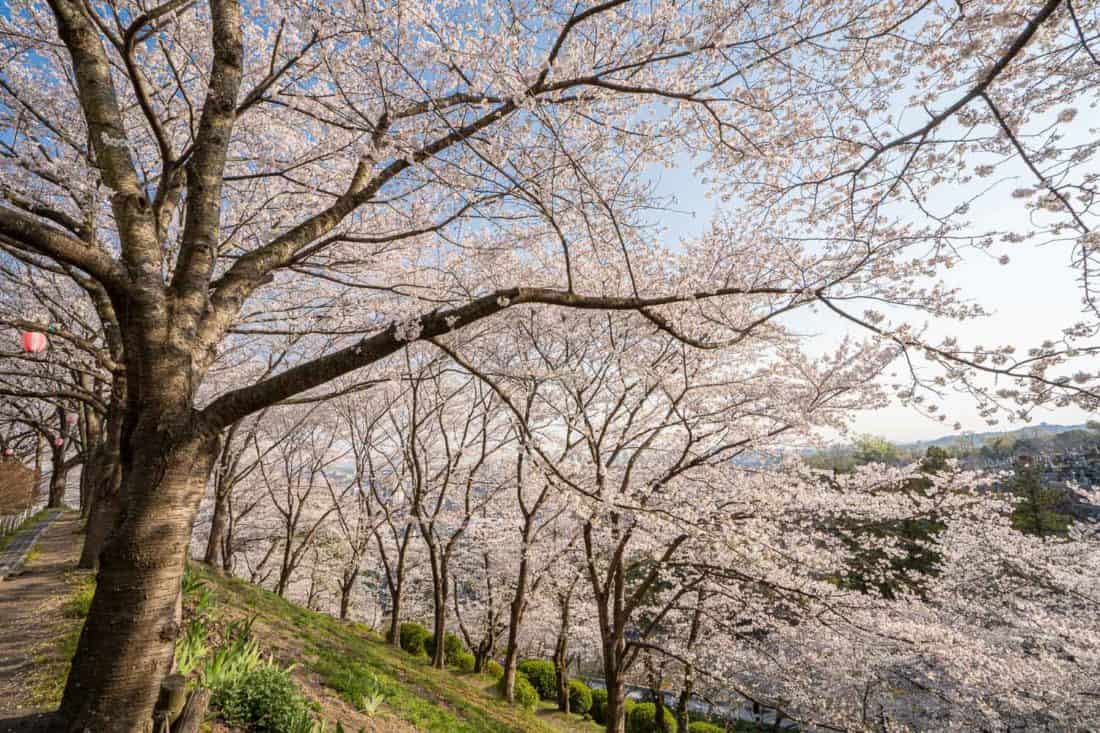 Cherry blossoms (sakura) at Okayama City Handayama Botanical Gardens