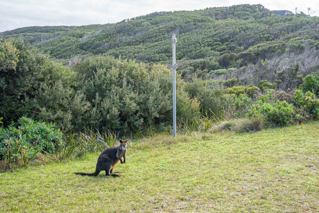 Wallaby at the Cape Otway Lightstation, Great Ocean Road, Victoria, Australia