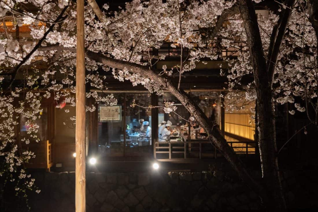 Cherry blossoms on the Shirakawa Canal in Gion