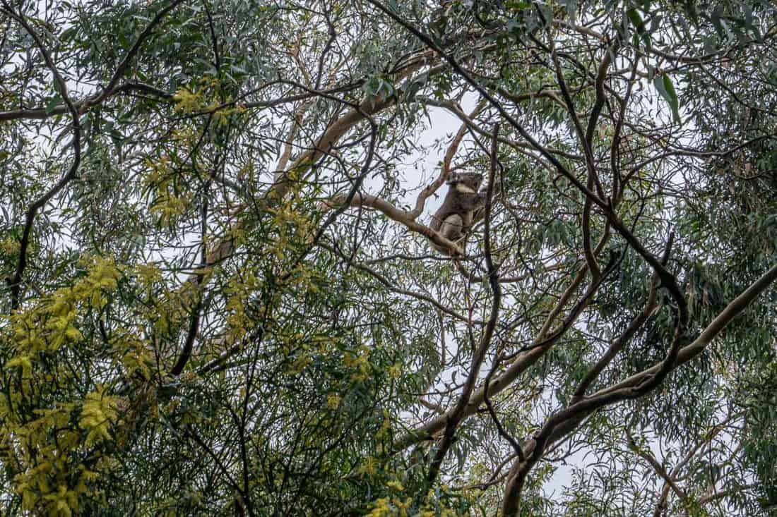 Koala in a tree on Grey River Road in Kennett River, Victoria, Australia