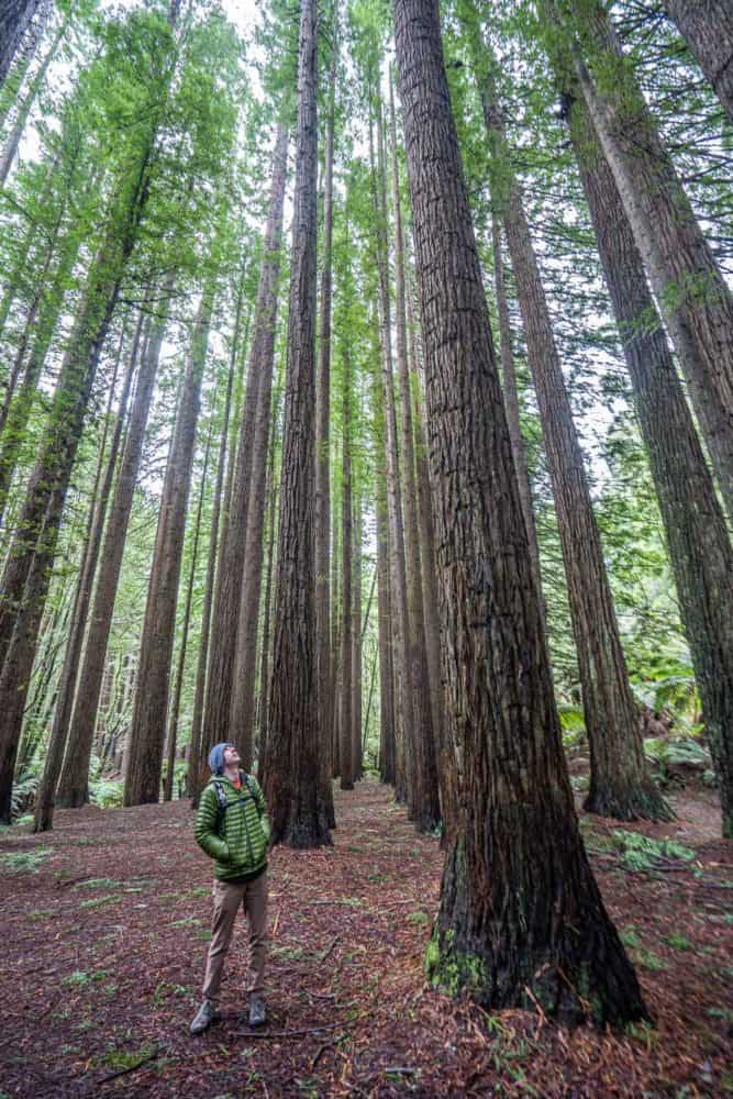 Californian Redwood Forest in Otway National Park, Victoria, Australia