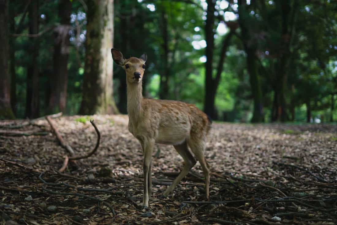 Nara deer on a Kyoto day trip