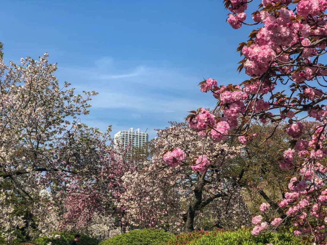 Late blooming cherry blossoms at Shinjuku Gyone National Garden in Shinjuku, Tokyo