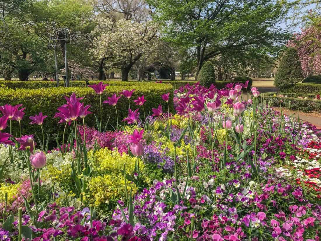 Spring flowers at Shinjuku Gyone National Garden, one of the best things to do in Shinjuku, Tokyo