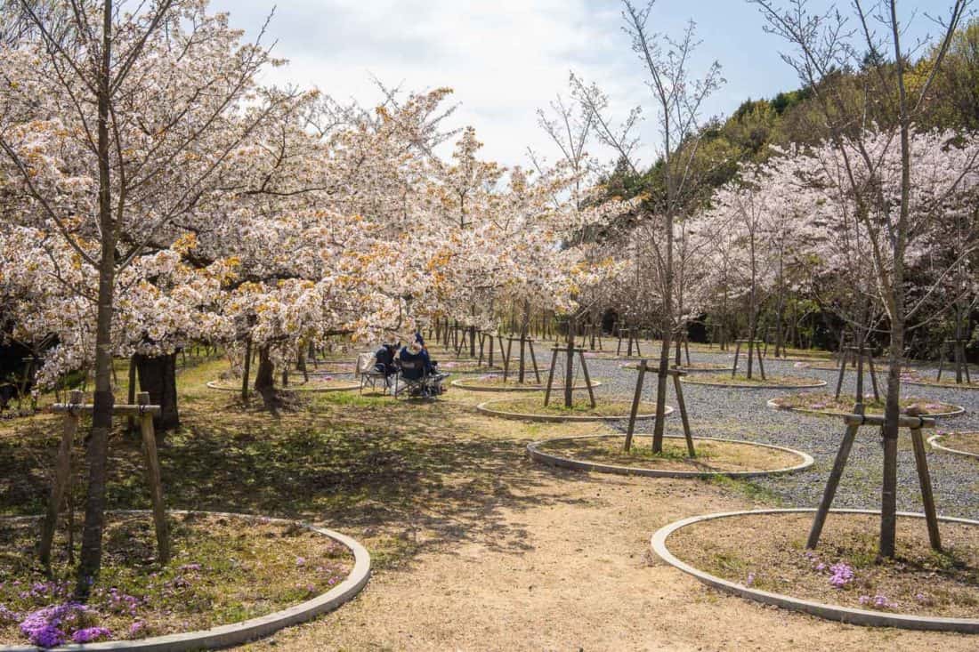 Cherry Blossom Labyrinth on Naoshima Island, Japan