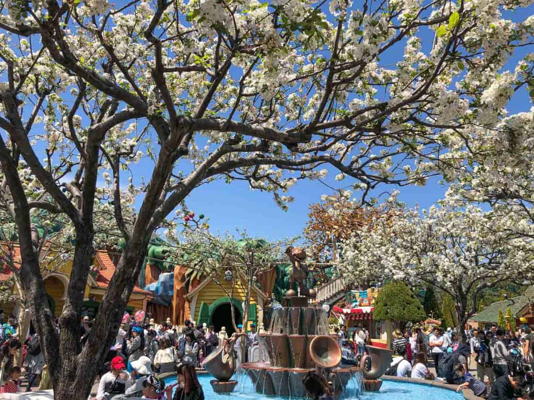 Cherry Blossoms at Tokyo Disneyland Toontown in April