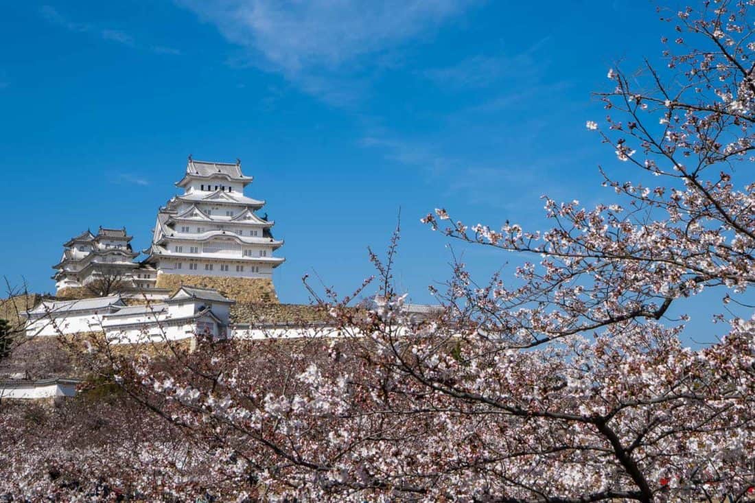 Himeji Castle in cherry blossom season, Japan