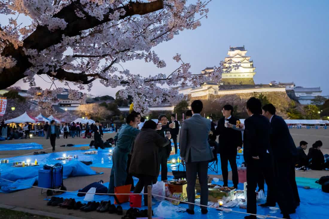 Hanami at Himeji Castle