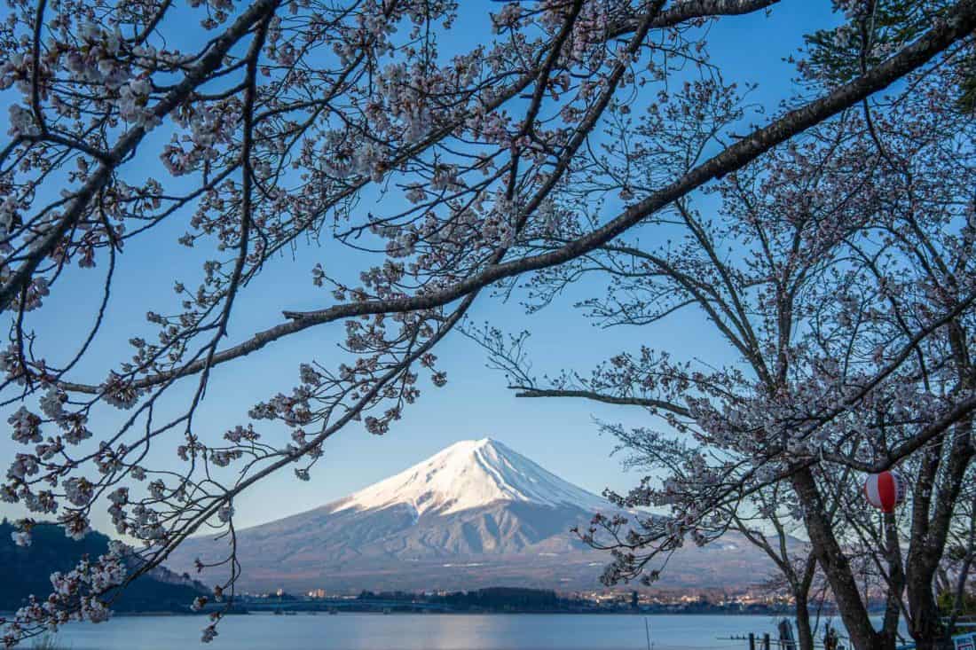 Cherry blossom and Mount Fuji on the north shore of Lake Kawaguchiko, Japan