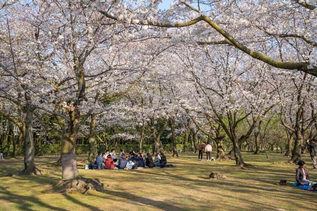 People relaxing under the cherry blossom grove in Okayama Korakuen Garden, Japan